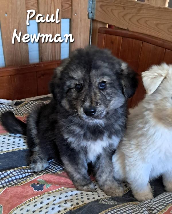 Paul Newman Cucciolo